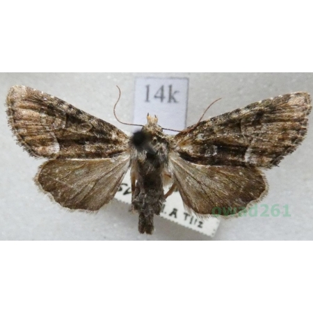 Oligia versicolor (Borkhausen, 1792) Czech14k